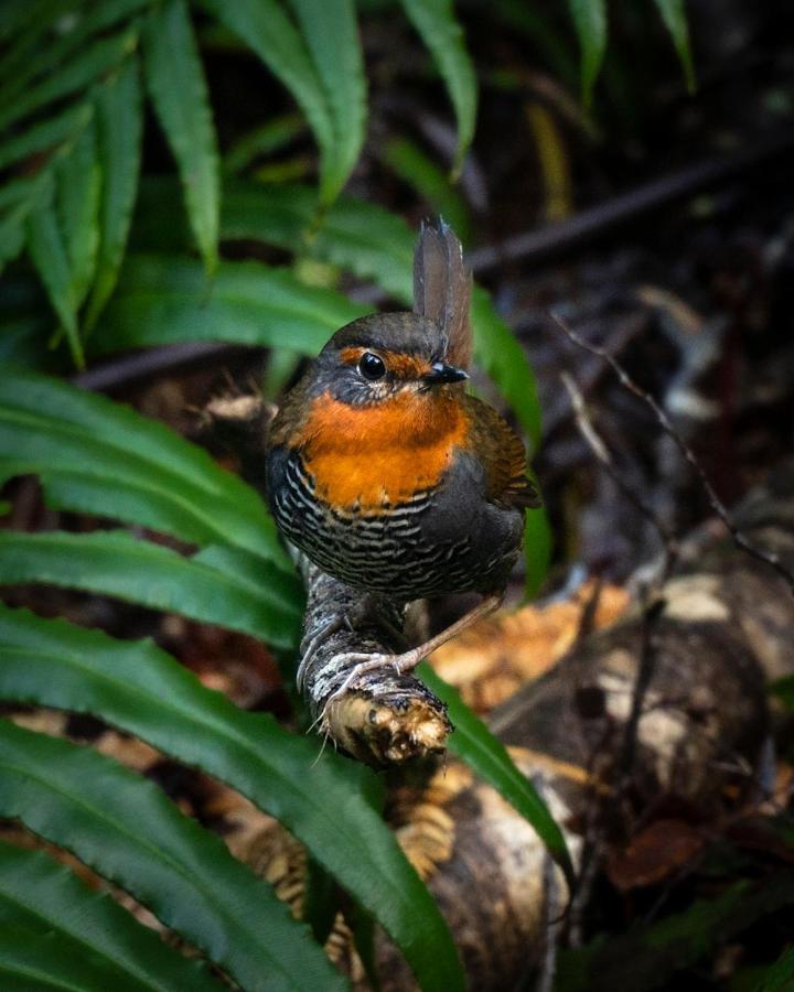 Lodge Parque Tepuhueico Castro Eksteriør bilde