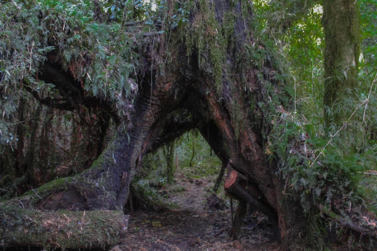 Lodge Parque Tepuhueico Castro Eksteriør bilde